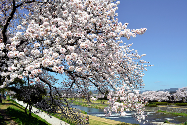 sakura